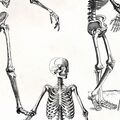 Anatomy Student Stamps Vol. 4 Skeletons  (CU) By Mixed Media by Erin detail 02