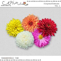 Chrysanthemums Vol. 1 (CU)  by Mixed Media by Erin