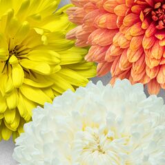Chrysanthemums Vol. 1 (CU)  by Mixed Media by Erin detail 01