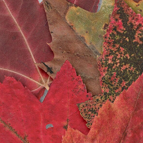 Fall Leaves Vol. 2 (CU) by Mixed Media by Erin detail 01