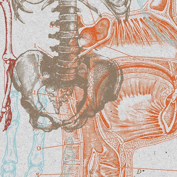 Anatomy Student Stamps Vol. 3 Bones (CU) By Mixed Media by Erin detail 02