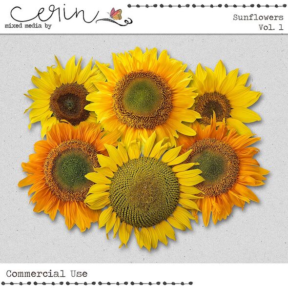 Sunflowers Vol. 1 (CU) By Mixed Media by Erin