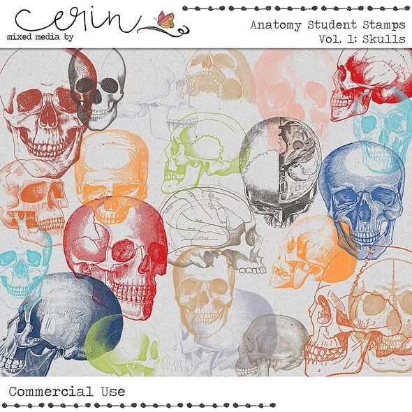 Anatomy Student Stamps Vol. 1 Skulls (CU) By Mixed Media by Erin